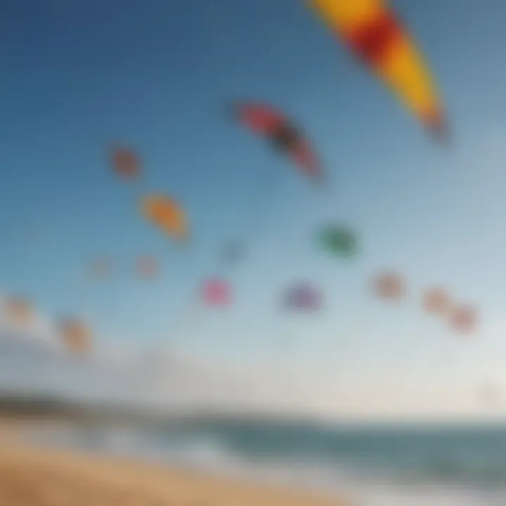 Diverse selection of kites displayed for comparison in a vibrant outdoor setting