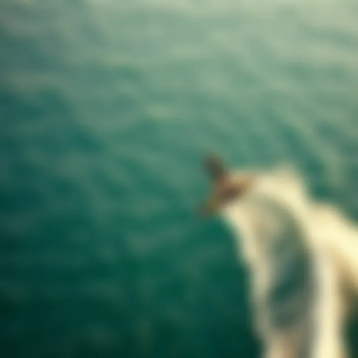 An aerial perspective of a kiteboarder soaring above the water with a hydrofoil
