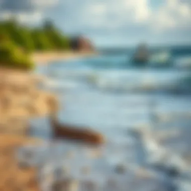 Biodiversity of Tigertail Beach Unique wildlife spotted along the shoreline