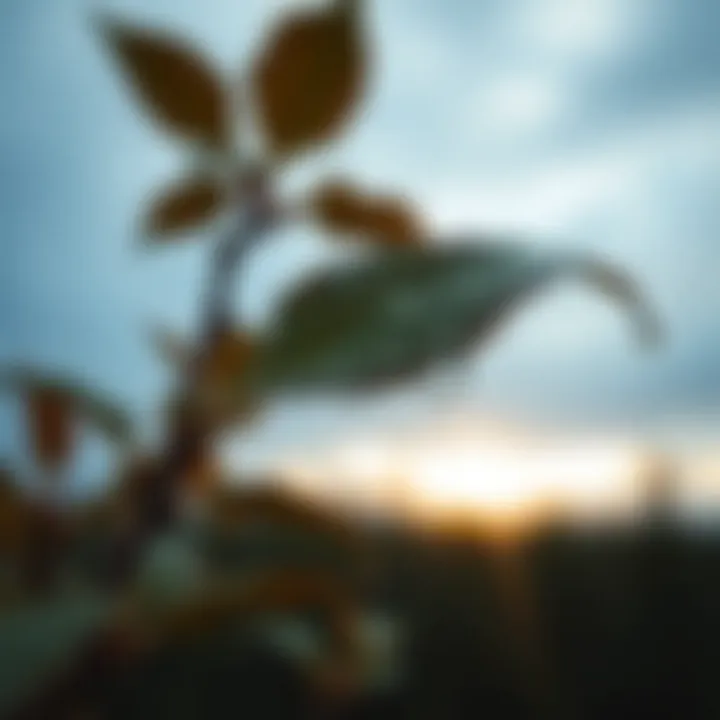 A close-up of precipitation patterns in Fond du Lac with water droplets on foliage